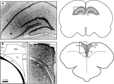 Neural Substrates of Homing Pigeon Spatial Navigation: Results From Electrophysiology Studies